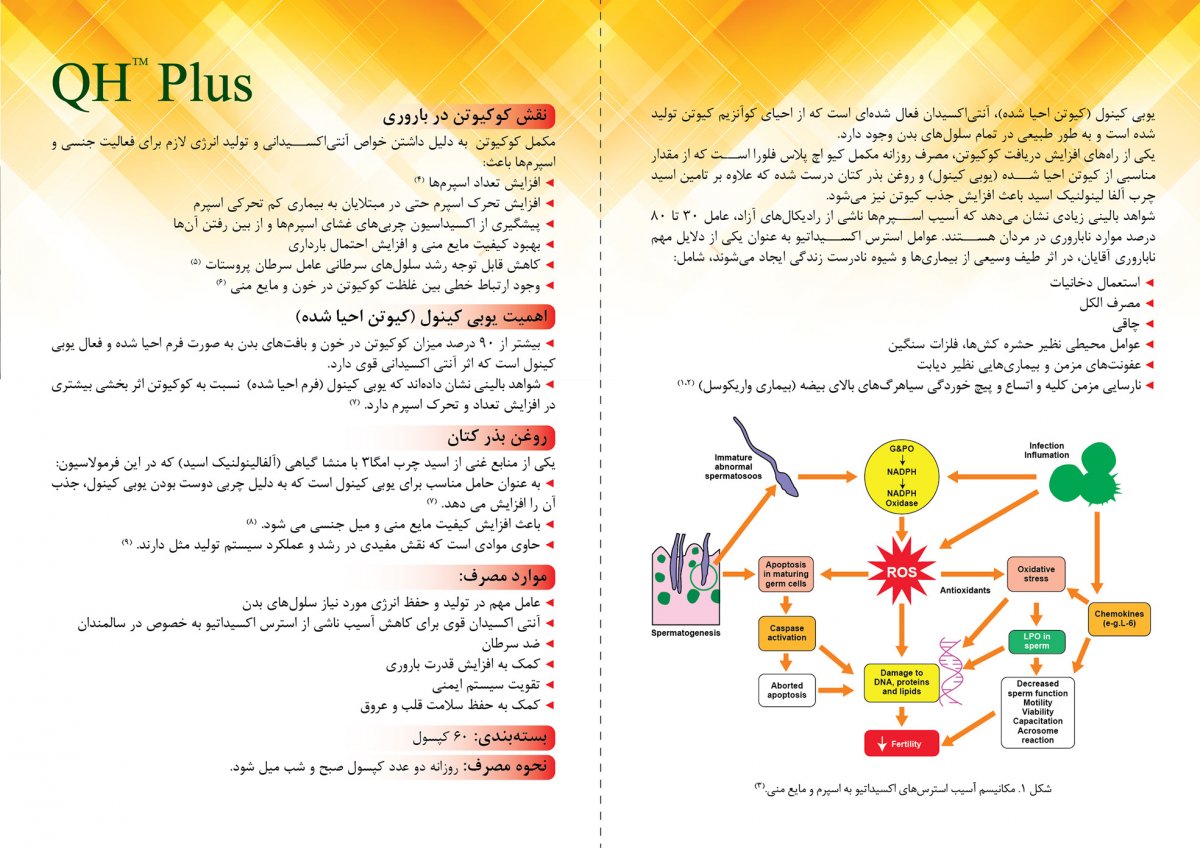 5391-QH Plus-DC Farsi (InSide)Edit.jpg